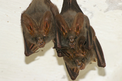 Megaderma spasma