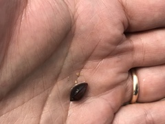 Melampus castaneus