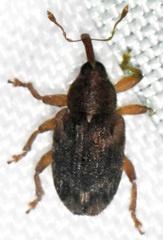 Lignyodes bischoffi