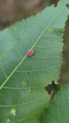 Caryomyia glauciglobus