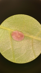 Caryomyia glauciglobus