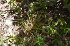 Carex bermudiana
