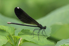 Calopteryx maculata