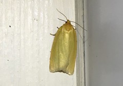 Zelotherses paleana
