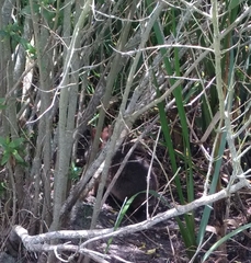 Sylvilagus palustris