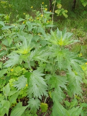 Leonurus quinquelobatus