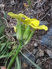 Erysimum rhaeticum