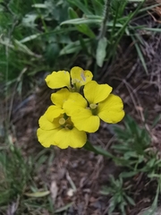Erysimum rhaeticum
