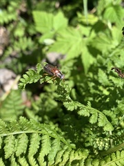 Dichelonyx subvittata