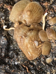 Isognomon perna