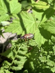 Dichelonyx subvittata