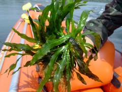 Echinodorus uruguayensis