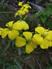 Erysimum rhaeticum