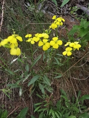 Erysimum rhaeticum