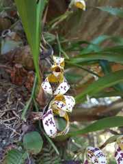 Maxillaria picta