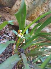 Maxillaria picta