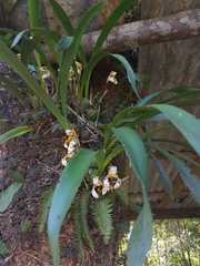Maxillaria picta
