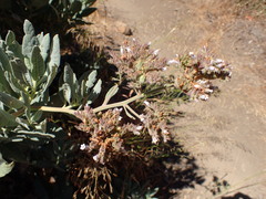 Eriodictyon traskiae