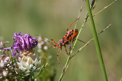 Rhynocoris rubricus