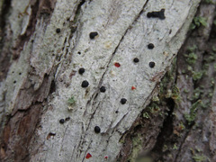 Tephromelataceae