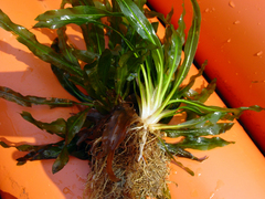 Echinodorus uruguayensis