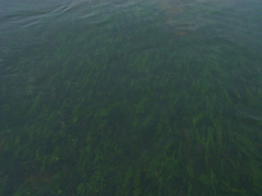 Echinodorus uruguayensis