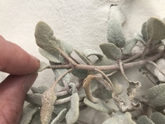 Abronia angustifolia