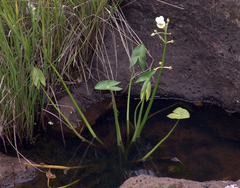 Sagittaria montevidensis