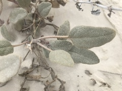 Abronia angustifolia