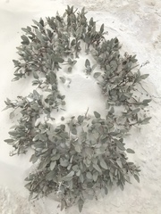 Abronia angustifolia