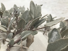 Abronia angustifolia