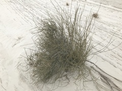 Ephedra aspera