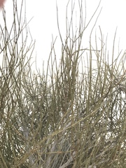 Ephedra aspera