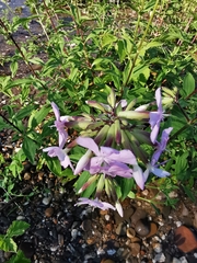Saponaria officinalis