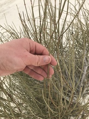 Ephedra aspera