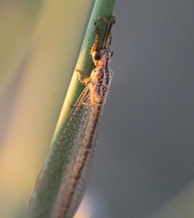 Macronemurus