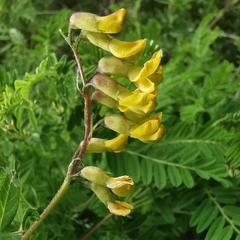 Astragalus penduliflorus