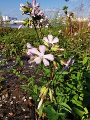 Saponaria officinalis