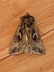 Autographa sansoni