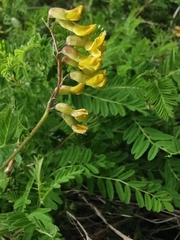 Astragalus penduliflorus