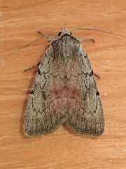 Setagrotis pallidicollis