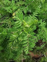 Astragalus penduliflorus
