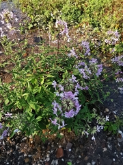 Saponaria officinalis