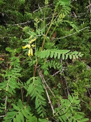 Astragalus penduliflorus
