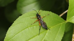 Pimpla pedalis