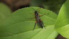 Pimpla pedalis