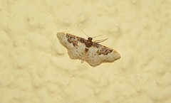 Idaea mustelata