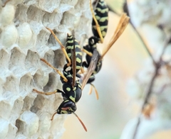 Polistes mongolicus