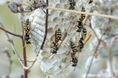 Polistes mongolicus