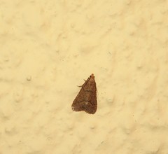 Bostra obsoletalis